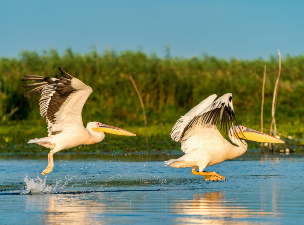 Pelicans flying over water at sunrise in the Danube Delta in Romania, Eastern Europe.