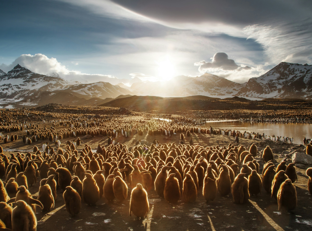 Juvenile penguins - c.Ian Parker