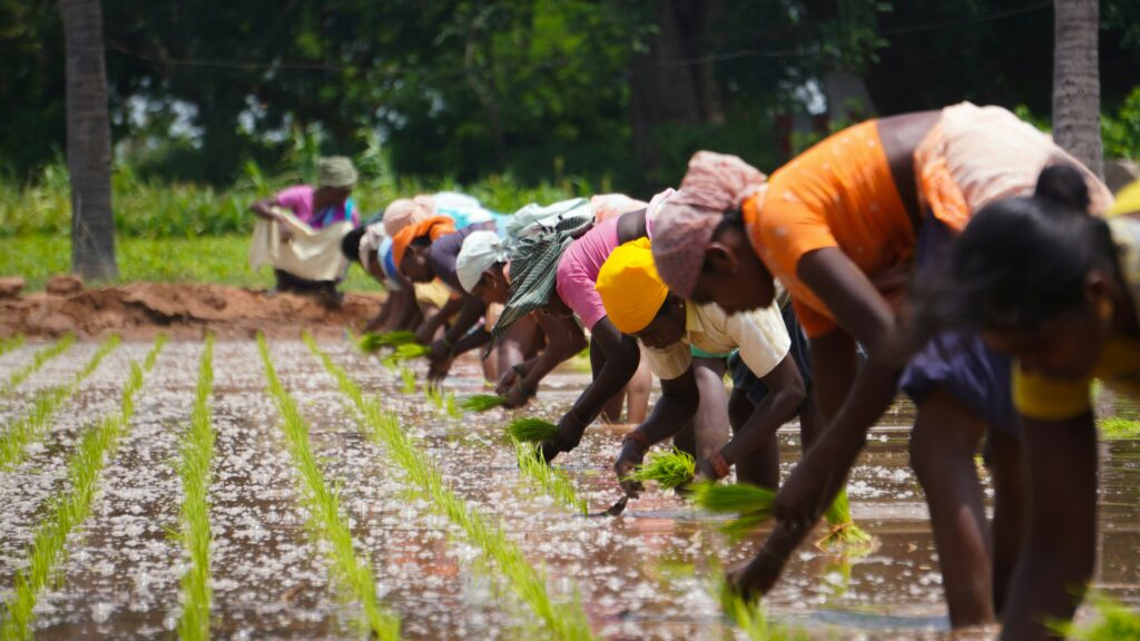 Planting in Palacode, Tamil Nadu, India