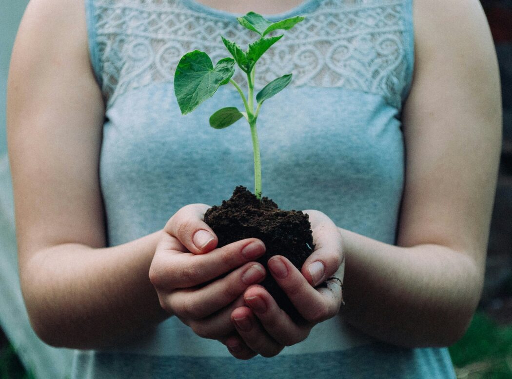 Person holding a plant