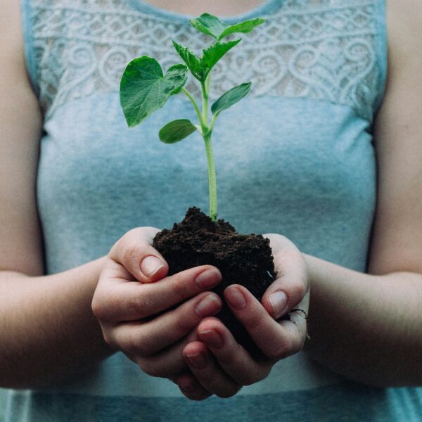 Person holding a plant