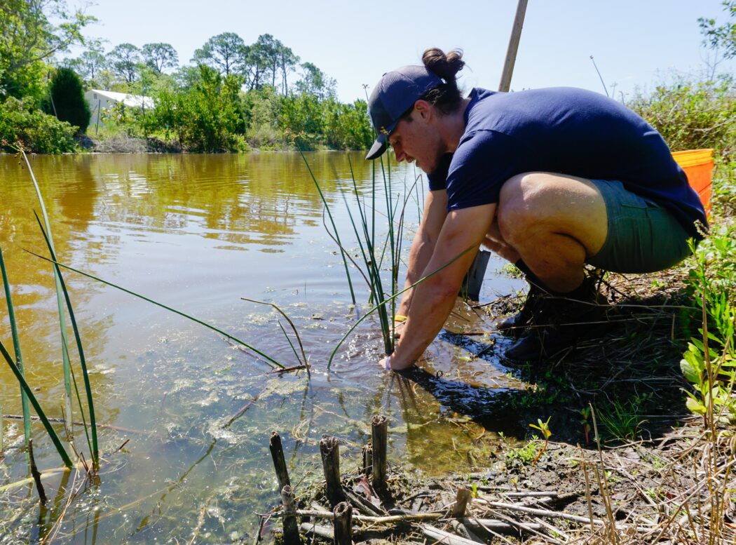 The Tampa Bay Estuary program